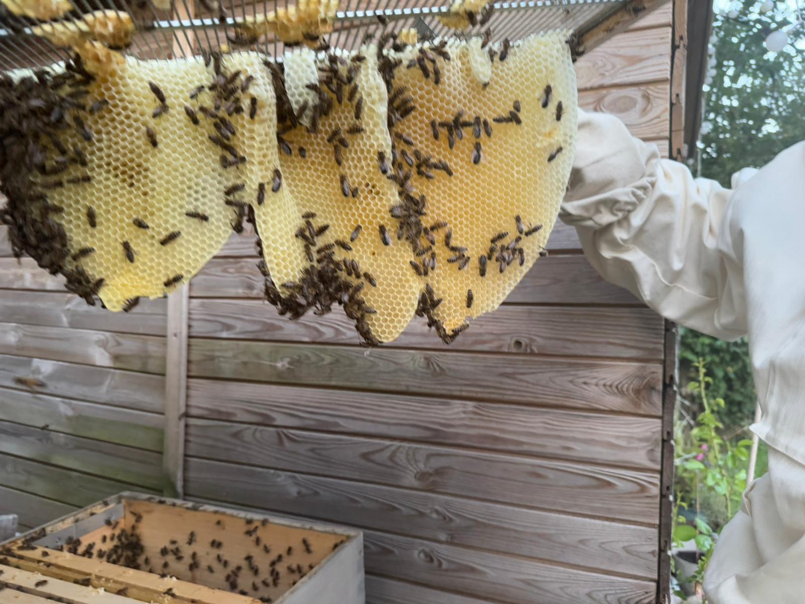 Bienen auf einer Blüte – Ernte in Hochkamp